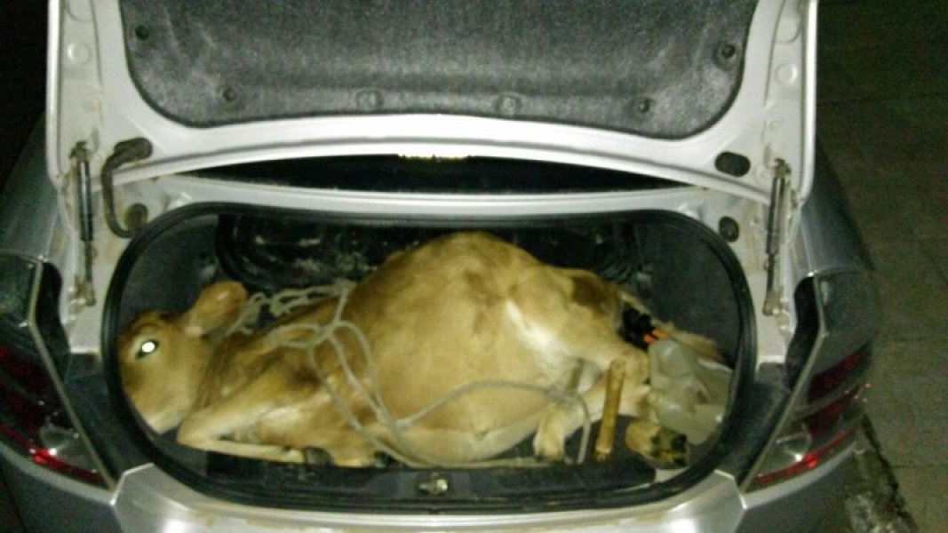 carro-com-gado-morto-no-porta-malas-e-flagrado-pela-policia-militar-em-ararangua-1