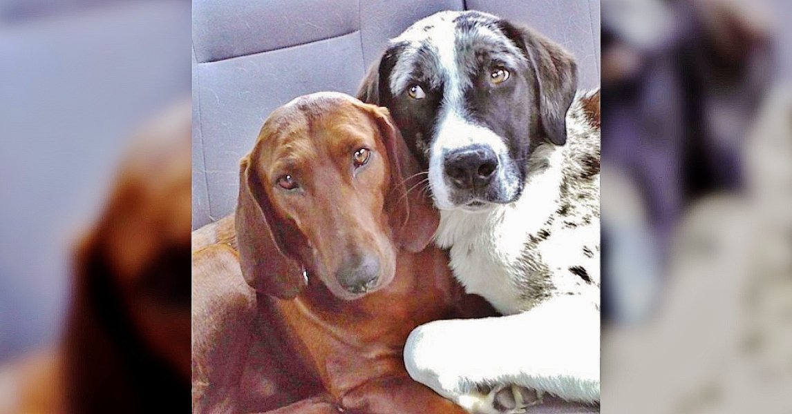 dona-adotaria-1-cao-mas-levou-2-apos-notar-amizade-entre-os-animais-1