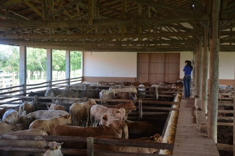 Carne de qualidade é produzida na região