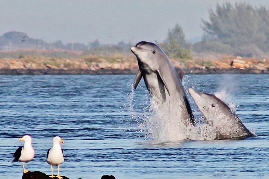 mais-de-50-botos-habitam-regiao-aponta-pesquisa-1