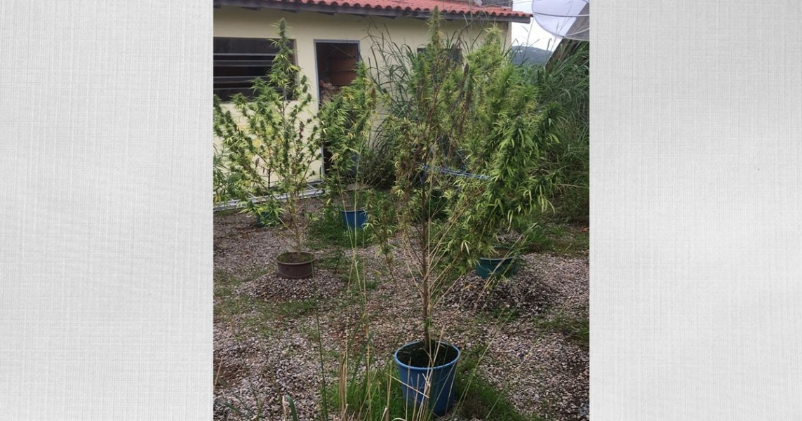 policia-militar-descobre-plantacao-de-maconha-nesta-terca-feira-em-tubarao-1