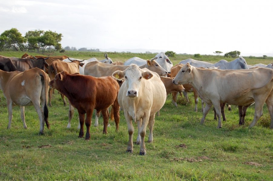 qualidade-da-proteina-animal-e-garantida-no-estado-1