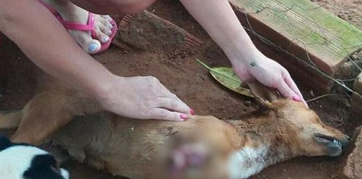 homem-corta-patas-de-cachorro-e-o-joga-em-instituicao-de-cuidado-animal-1