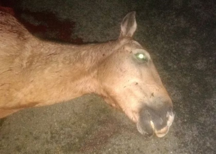 veiculo-atinge-cavalo-na-br-101-em-laguna-1