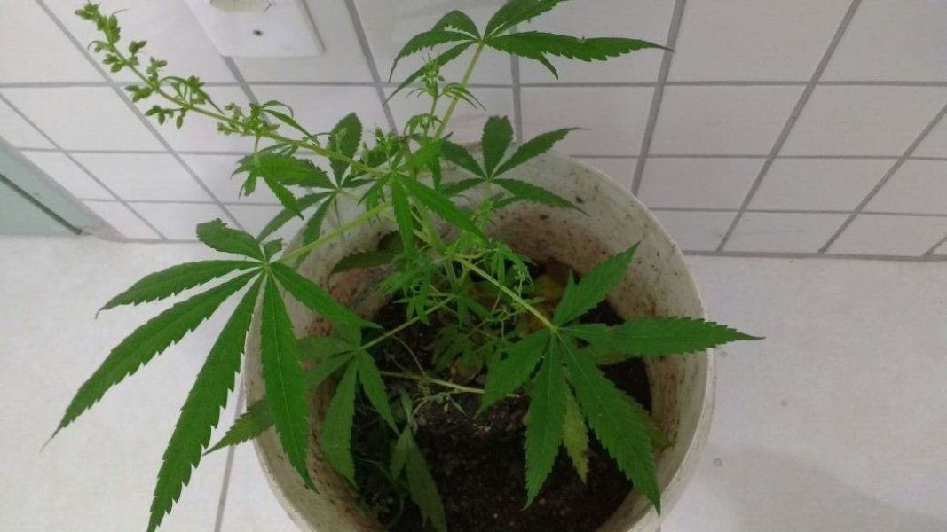 142-pedras-de-crack-e-1-pe-de-maconha-sao-apreendidos-em-braco-do-norte-1