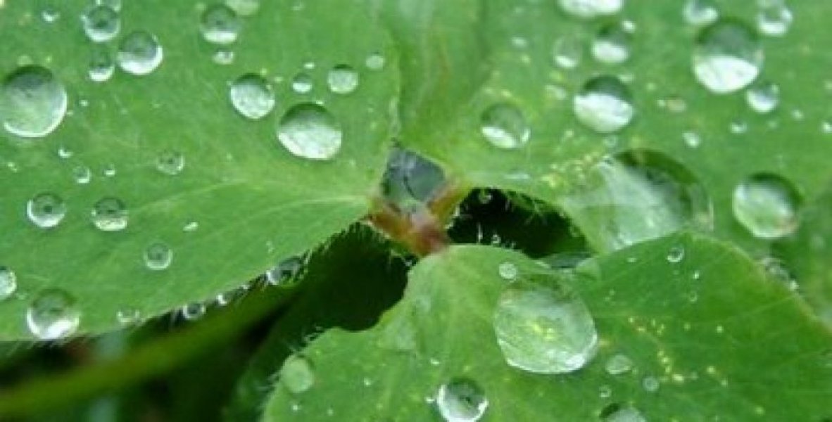 agricultura-contabiliza-perdas-devido-ao-excesso-de-chuvas-1