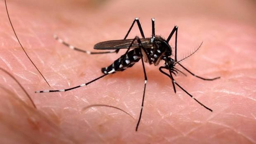 combate-ao-mosquito-da-dengue-deve-ser-mantido-no-inverno-1