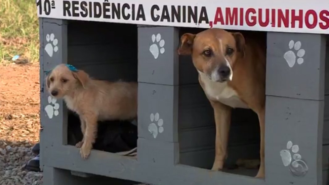 giro-por-sc-homem-constroi-casinhas-para-caes-abandonados-e-distribui-pelas-ruas-1