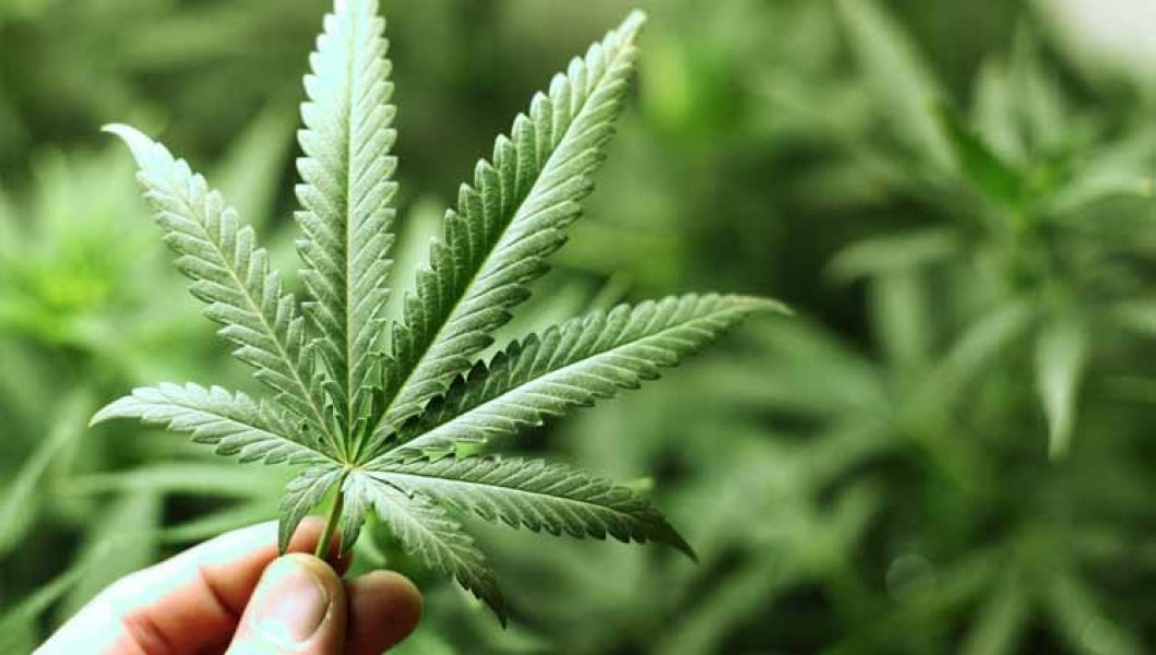 internacional-uruguai-comeca-a-vender-maconha-de-uso-recreativo-em-farmacias-1