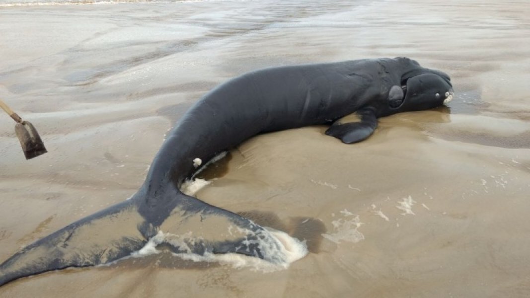 filhote-de-baleia-franca-e-encontrado-morto-em-balneario-rincao-1