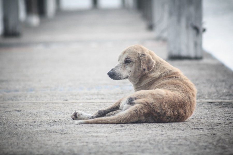 laguna-busca-solucoes-para-animais-abandonados-1