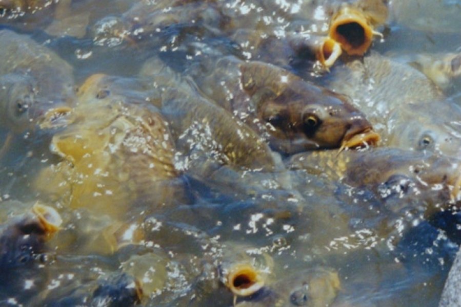udesc-laguna-pesquisara-nutricao-de-peixes-e-camaroes-com-universidade-mexicana-1