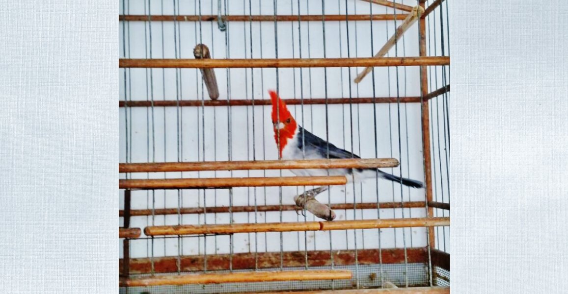 animais-silvestres-sao-resgatados-de-cativeiro-em-tubarao-1