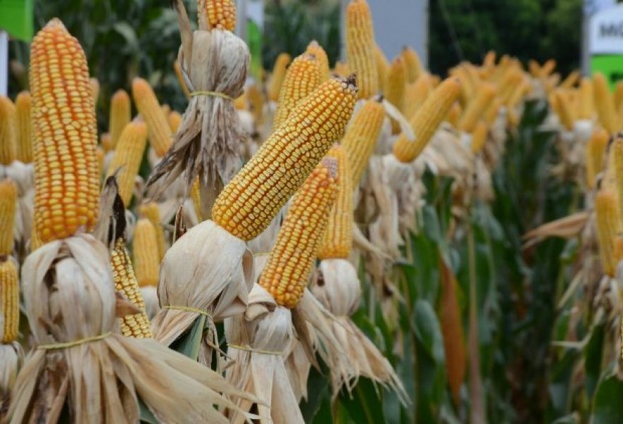 epagri-divulga-analise-detalhada-dos-riscos-da-estiagem-para-a-agricultura-catarinense-1