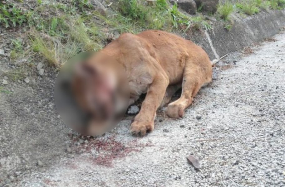 leao-baio-e-encontrado-morto-na-sc-390-em-bom-jardim-da-serra-1