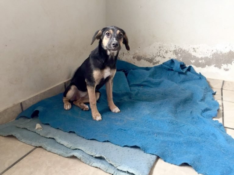 Hipertermia em gatos