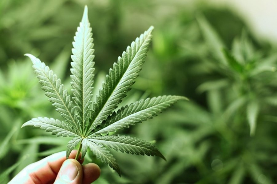 internacional-congresso-peruano-aprova-uso-medicinal-da-maconha-0
