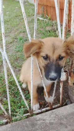 Pessoal, para ado&ccedil;&atilde;o temos este menino lindo, ainda sem nome e com apenas tr&ecirc;s meses. J&aacute; est&aacute; vacinado e tem castra&ccedil;&atilde;o garantida. Ser&aacute; de porte m&eacute;dio, &eacute; muito d&oacute;cil e obediente. Quem puder adotar este pequeno entrar em contato com Rita pelo telefone (48) 3623-2110. - Foto: Divulga&ccedil;&atilde;o/Notisul