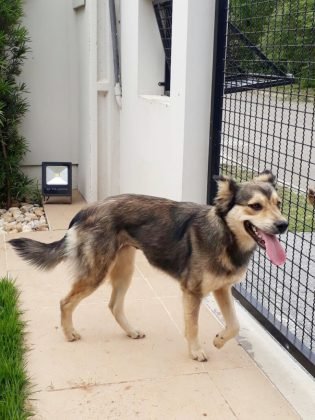 Aumigos, tamb&eacute;m para ado&ccedil;&atilde;o temos esta menina linda, ainda sem nome. &Eacute; castrada, d&oacute;cil e se d&aacute; bem com outros animais. Ser&aacute; de porte m&eacute;dio. Quem quiser adotar entrar em contato com Evelize pelo telefone (48) 98280-0044. - Foto: Divulga&ccedil;&atilde;o/Notisul