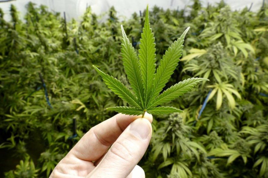 senado-comissao-debate-descriminalizacao-do-cultivo-da-maconha-para-uso-pessoal-1