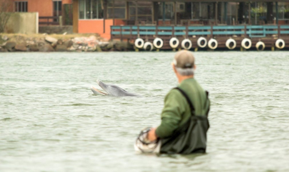 Laguna é considerada a Capital Nacional do Boto Pescador  -  Foto: Matheus Henckmaier/Divulgação/notisul