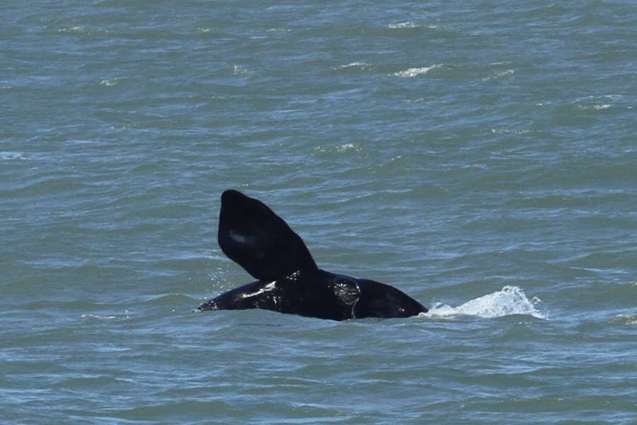 baleias-francas-se-despedem-do-litoral-de-santa-catarina-na-temporada-2017-de-reproducao-1