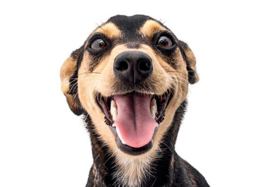 giro-por-sc-moradores-que-maltratarem-animais-vao-ser-multados-em-florianopolis-1