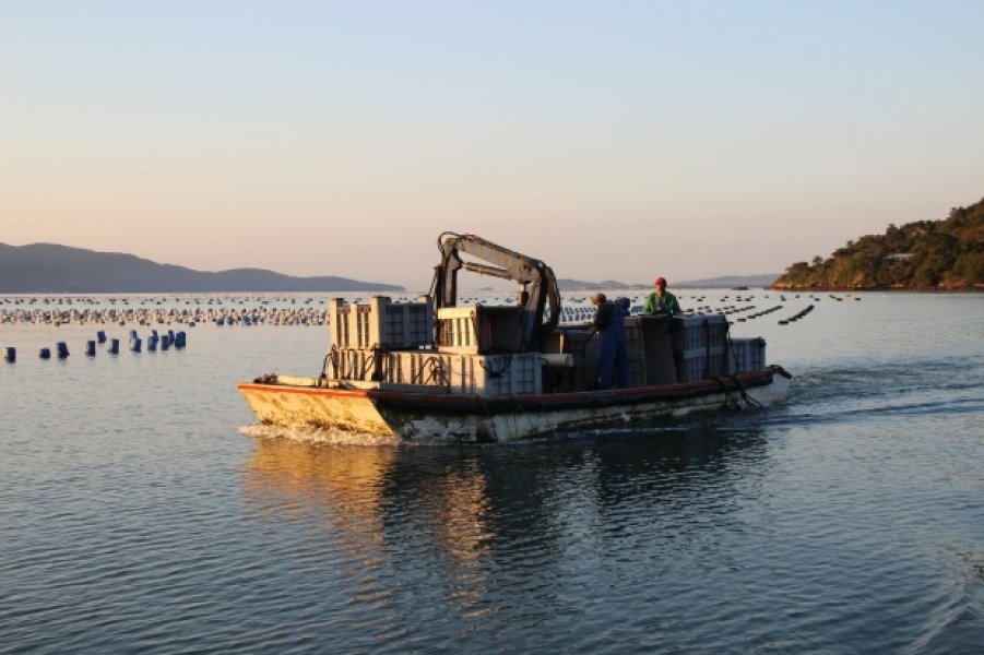 ostras-e-mexilhoes-de-santa-catarina-estao-livres-da-toxina-paralisante-1
