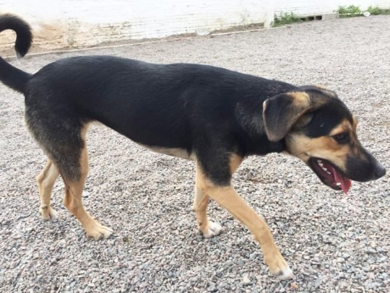 Pessoal, para ado&ccedil;&atilde;o temos a Sil, esta menina linda. J&aacute; &eacute; vacinada e castrada. Porte m&eacute;dio, d&oacute;cil e carinhosa. Quem puder adot&aacute;-la entrar em contato com Leticia pelo telefone  (48) 99926-9466. - Foto: Divulga&ccedil;&atilde;o/Notisul