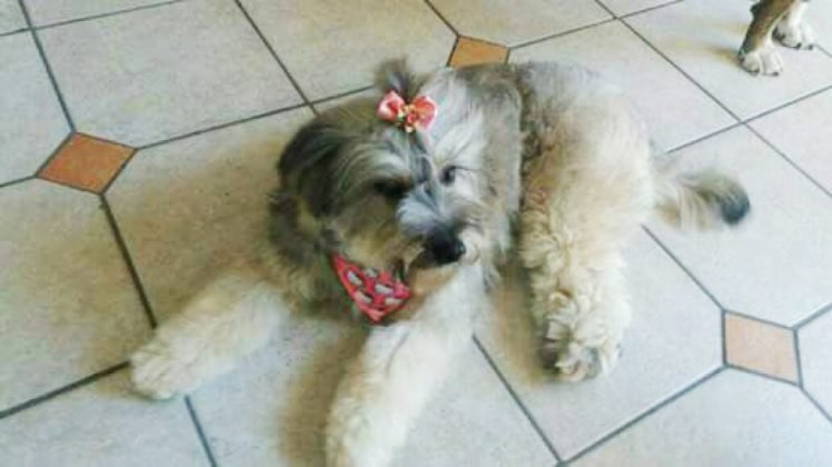 Aumigos, tamb&eacute;m para ado&ccedil;&atilde;o temos esta menina chamada Princesa. Ela tem tr&ecirc;s anos, porte m&eacute;dio e j&aacute; &eacute; castrada. Adora ficar dentro de casa, &eacute; muito carinhosa e aceita outros animais. Quem quiser adot&aacute;-la entrar em contato com a Gisele pelo telefone (48) 3623-4219. - Foto: Divulga&ccedil;&atilde;o/Notisul