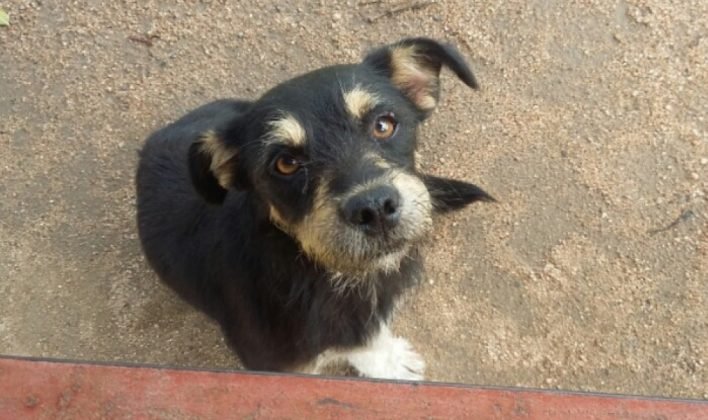 Fotos: Divulgação/Notisul