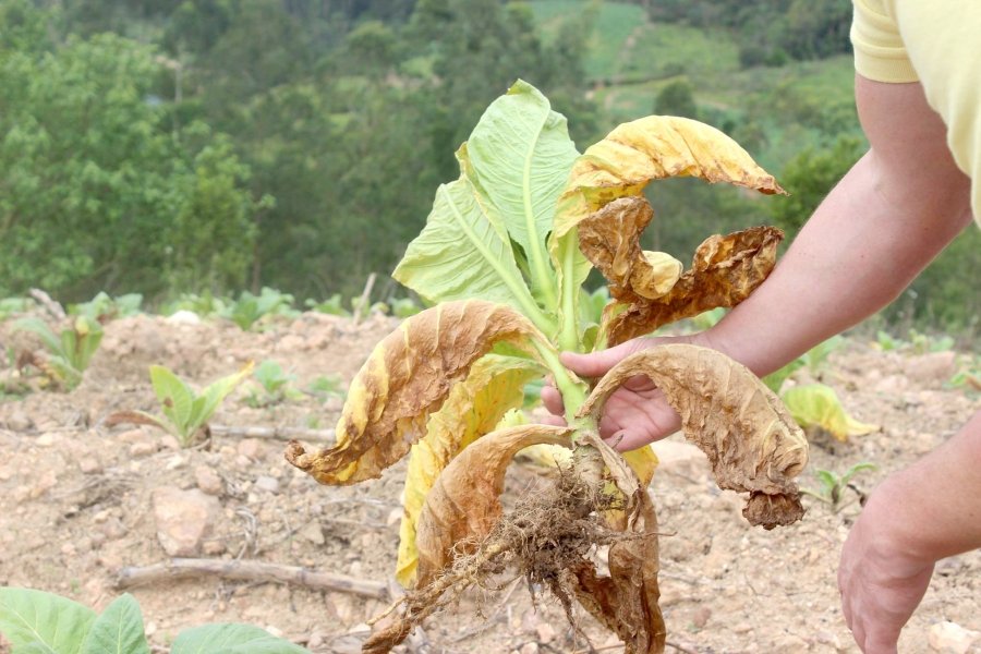 apos-prejuizo-fumicultores-buscam-alternativas-0 Alterações climáticas resultaram na perda de mais de 40% das lavouras - Foto: Prefeitura de Grão-Pará/Divulgação/notisul