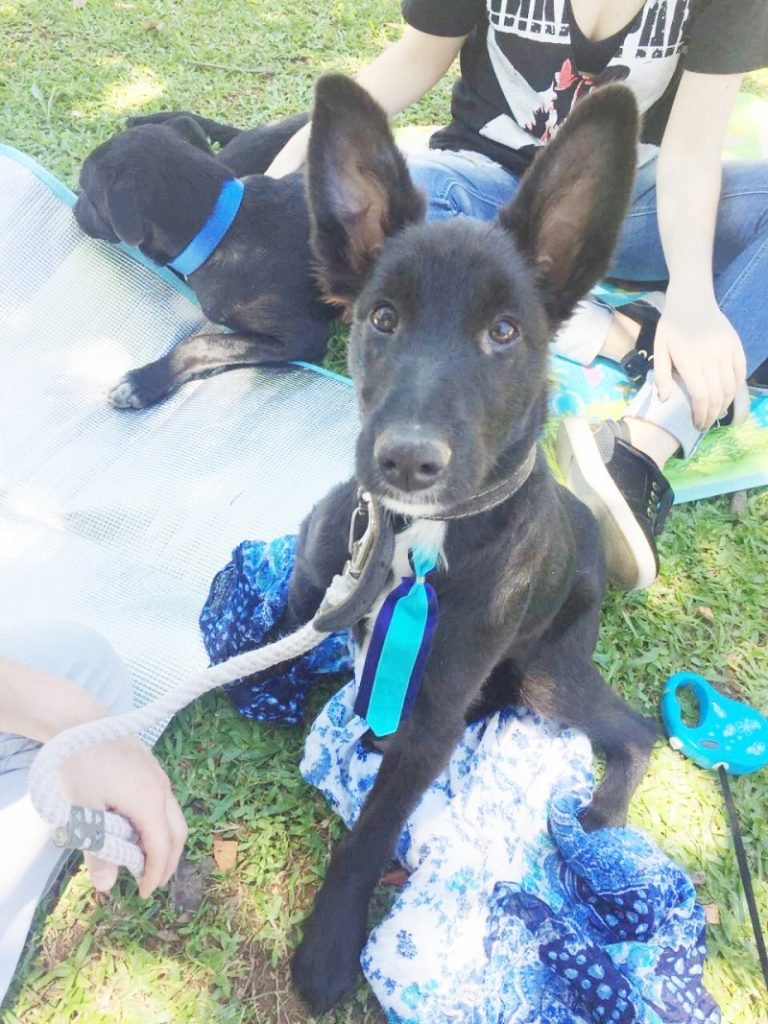 Pessoal, para adoção temos o Pedrinho, este menino lindão. Tem 2 anos de vida e é de porte médio. Já está vacinado. É muito carinhoso e dócil. Quem puder adotar este menino entrar em contato com Maria Júlia pelo telefone (48) 99158-5399 - Foto: Divulgação/Notisul