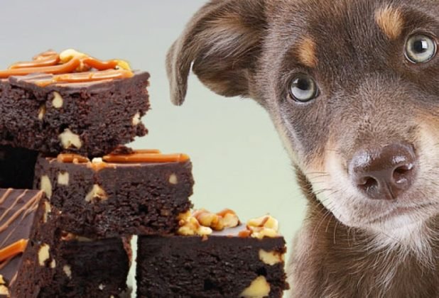 Festas de fim de ano e os cuidados com os pets - Foto: Divulgação/Notisul
