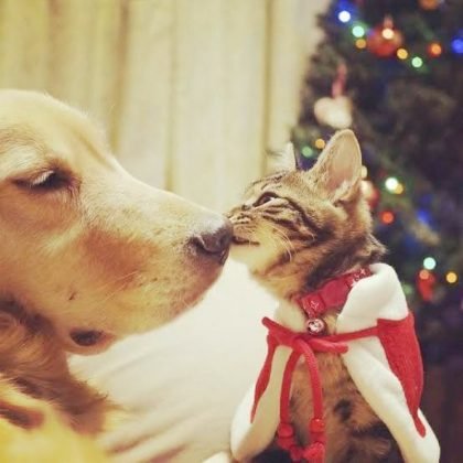 Corrente do bem para um Natal sem fome - Foto: Divulgação/Notisul