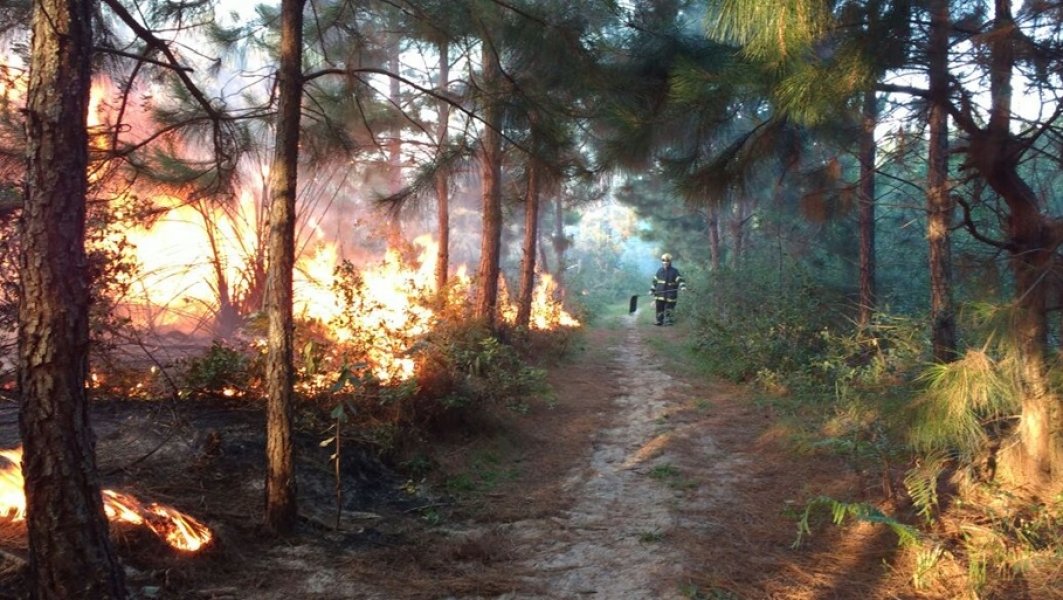 incendio-consome-50-hectares-de-vegetacao-nativa-em-laguna-1