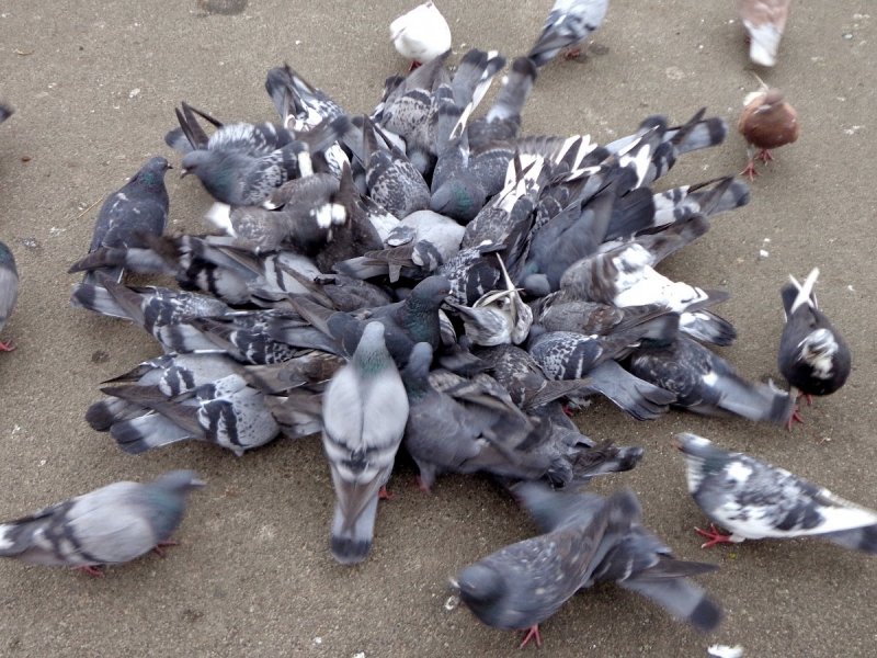 infestacao-de-pombos-licitacao-para-servicos-de-falcoaria-sera-realizada-em-janeiro-0 As aves podem ocasionar uma série de doenças às pessoas - Foto: Divulgação/Notisul