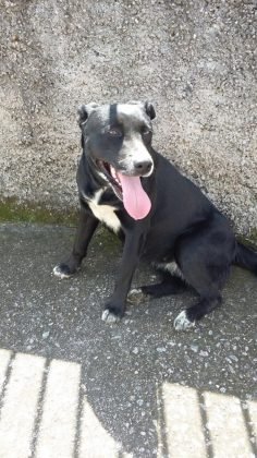 Pessoal, para adoção temos a Vela, uma menina de um ano de vida, porte grande e que será castrada esta semana. Muito bobona e dócil, adora brincar. Quem puder adotar esta menina entrar em contato com Andresa pelo telefone (48) 98501-6039 - Foto: Divulgação/Notisul
