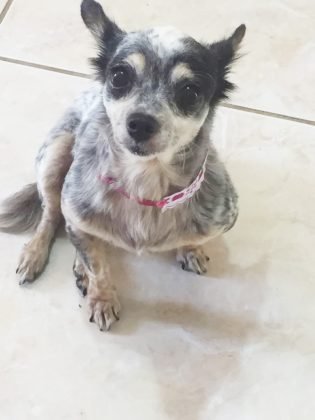 Aumigos, temos também esta menina linda, castrada e porte pequeno. Ela ama ficar dentro de casa e adora ganhar carinho. Quem puder adotar esta menina entrar em contato com Leticia pelo telefone (48) 99926-9466 - Foto: Divulgação/Notisul