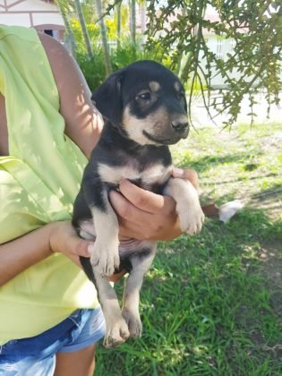 Pessoal, para adoção temos  esta menina linda, ainda sem nome. Tem 2 meses de vida, é muito calma, dócil e carinhosa. Tem castração garantida e será de porte médio. Quem puder adotar esta menina pode entrar em contato com Andresa pelo telefone (48) 98501-6039. - Foto: Divulgação/Notisul