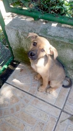 Aumigos, ainda para adoção temos outra menina, também sem nome. É muito brincalhona e carinhosa. Porte médio e castração garantida. Quem puder adotar esta menina pode entrar em contato com Andresa pelo telefone (48) 98501-6039. - Foto: Divulgação/Notisul