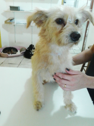 Pessoal, para ado&ccedil;&atilde;o temos menina linda de tr&ecirc;s anos. &Eacute; porte pequeno, vacinada e castrada. Muito d&oacute;cil, carinhosa e educada. Quem puder adotar esta menina entrar em contato com Andresa pelo telefone (48) 98501-6039 - Foto: Divulga&ccedil;&atilde;o/Notisul