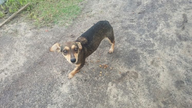 Aumigos, ainda para ado&ccedil;&atilde;o temos outra menina linda, de apenas dois anos. Porte pequeno, castrada, muito carinhosa e d&oacute;cil. Quem puder adotar esta menina entrar em contato com Andresa pelo telefone (48) 98501-6039 - Foto: Divulga&ccedil;&atilde;o/Notisul