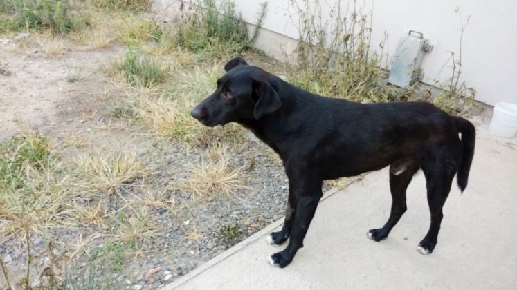 Aumigos, temos tamb&eacute;m este menino de um ano. Porte grande e j&aacute; &eacute; castrado e vacinado. &Eacute; bom uma casa com espa&ccedil;o para ele correr, porque tem muita energia, mas &eacute; d&oacute;cil. Quem puder adotar este menino entrar em contato com Lourdes pelo telefone (48) 99148-9200 - Foto: Divulga&ccedil;&atilde;o/Notisul