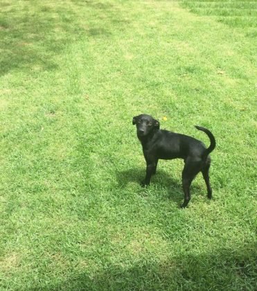 Ainda para ado&ccedil;&atilde;o temos este outro menino. Ele &eacute; filhote e tem seis meses. Ser&aacute; de porte m&eacute;dio e j&aacute; &eacute; vacinado. Adora brincar, &eacute; bem espoleta. Quem puder adotar este menino entrar em contato com M&aacute;rcia pelo telefone (48) 99999-9390 - Foto: Divulga&ccedil;&atilde;o/Notisul