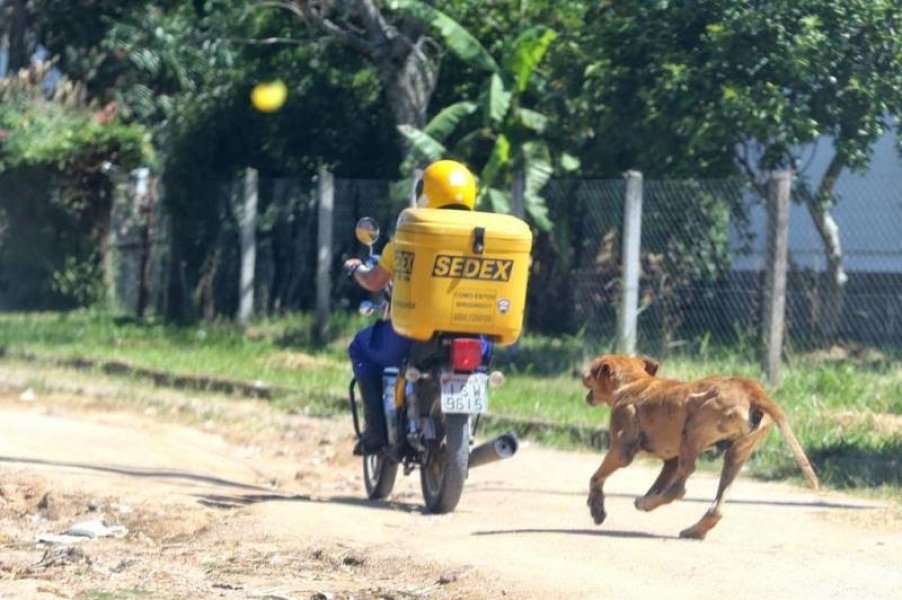 em-forquilhinha-carteiros-sao-atacados-por-caes-e-correios-decidem-suspender-entregas-1 Imagem Ilustrativa