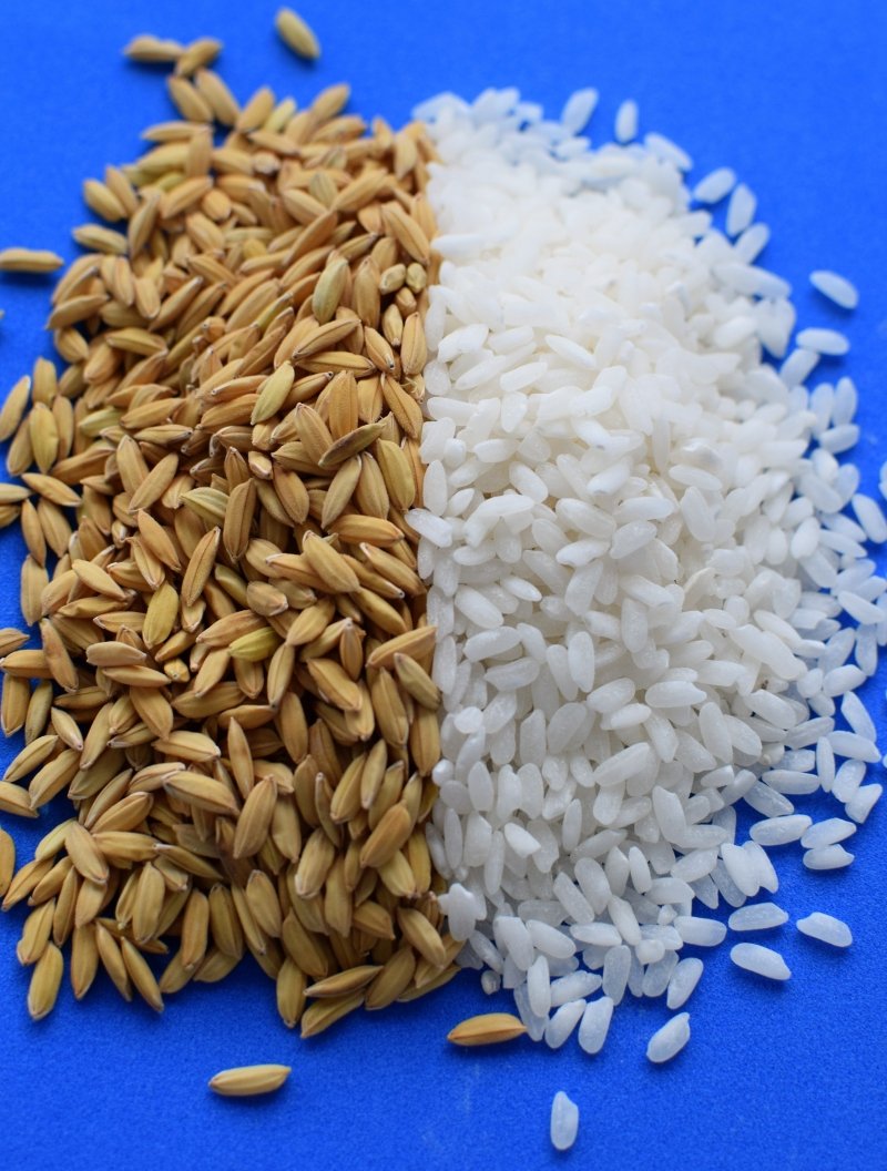 epagri-lanca-amanha-o-seu-primeiro-arroz-especial-para-risoto-1