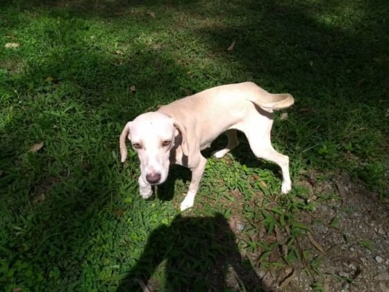 Pessoal, para adoção temos a Branquinha, de 2 anos. Porte médio, castrada, dócil e carinhosa. Quem puder adotá-la pode entrar em contato com Andresa pelo telefone (48) 99824-8502 - Foto: Divulgação/Notisul