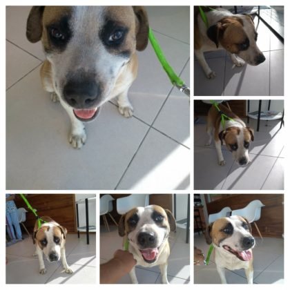 Aumigos, ainda para adoção temos este menino - sem nome. Ele tem 4 anos, porte grande. Dócil, carinhoso, adora atenção. Quem puder adotá-lo pode entrar em contato com Andresa pelo telefone (48) 99824-8502 - Foto: Divulgação/Notisul