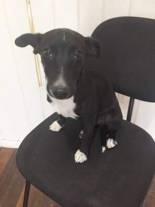 Ainda para adoção temos este menino lindo de apenas 4 meses. Porte pequeno, muito bobão, supercarinhoso e se dá bem com outros aumigos. Quem puder adotá-lo pode entrar em contato com Gleucia pelo telefone (48) 99147-0799 - Foto: Divulgação/Notisul